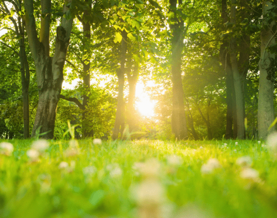 Turning to Nature to Combat Anxiety, Depression, and Mental Fatigue